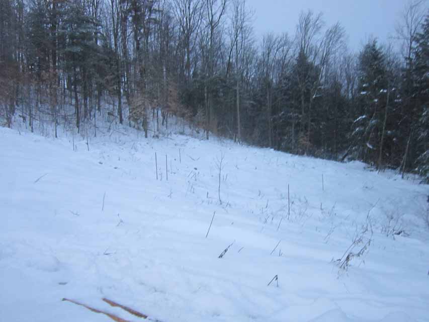 nw 27 all staked out for a Hemlock II 12-23 (1)
